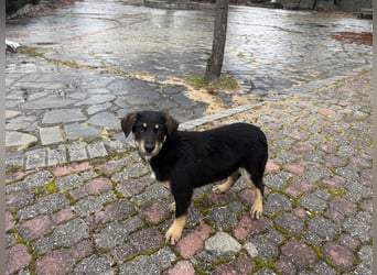 Rio sucht sein großes Glück