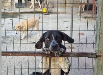 Loki - Ein Traumhund sucht sein Zuhause
