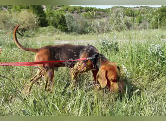 Tamam - ein sportlicher Gentlemen