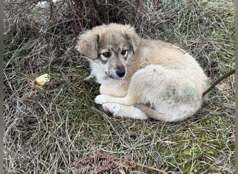Forest sucht seine Menschen