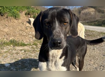 Loki - Ein Traumhund sucht sein Zuhause