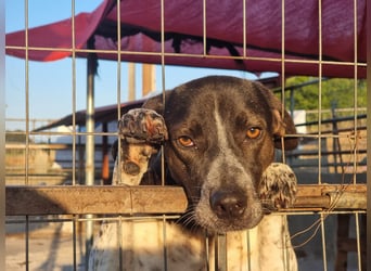 Loki - Ein Traumhund sucht sein Zuhause