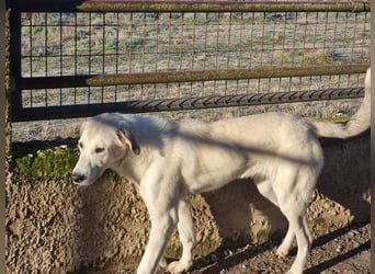 Clio - eine kleine Welpendame auf der Suche nach Geborgenheit