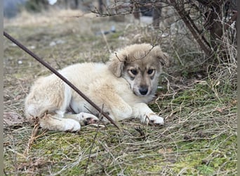 Forest sucht seine Menschen