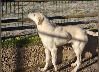 Clio - eine kleine Welpendame auf der Suche nach Geborgenheit