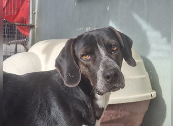 Loki - Ein Traumhund sucht sein Zuhause