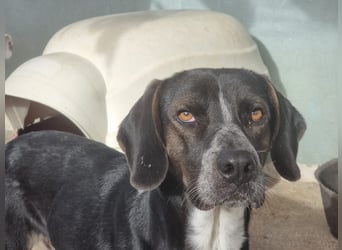 Loki - Ein Traumhund sucht sein Zuhause