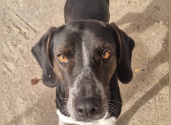 Loki - Ein Traumhund sucht sein Zuhause