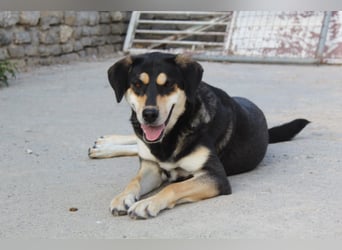 Lola - zarte Hundeseele mit großem Potenzial wartet auf ihr Für-Immer-Zuhause