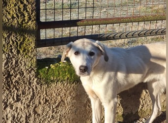 Clio - eine kleine Welpendame auf der Suche nach Geborgenheit