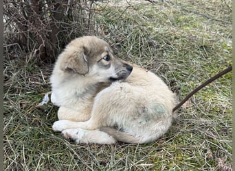 Forest sucht seine Menschen