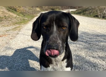 Loki - Ein Traumhund sucht sein Zuhause