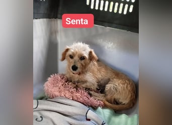 Senta