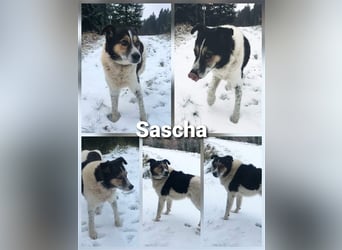 Sascha - Ein Engel auf 4 Pfoten 
