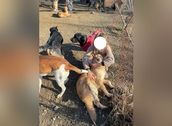 Jersey: liebe Hundedame sucht ihre Familie