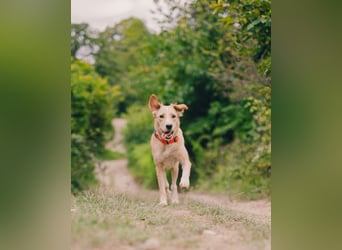 Jersey: liebe Hundedame sucht ihre Familie