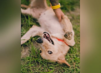 Jersey: liebe Hundedame sucht ihre Familie