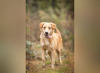 Jersey: liebe Hundedame sucht ihre Familie
