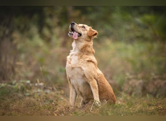 Jersey: liebe Hundedame sucht ihre Familie