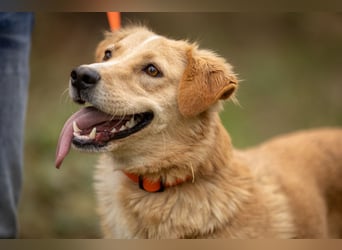 Jersey: liebe Hundedame sucht ihre Familie