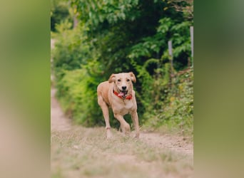 Jersey: liebe Hundedame sucht ihre Familie