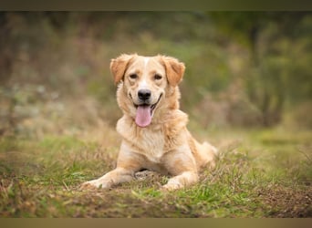 Jersey: liebe Hundedame sucht ihre Familie