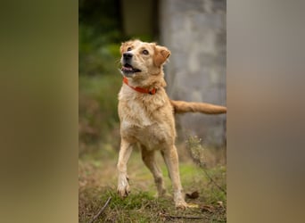 Jersey: liebe Hundedame sucht ihre Familie