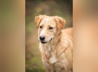 Jersey: liebe Hundedame sucht ihre Familie