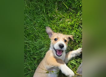 Mila sucht ein neues Zuhause