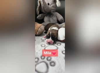 Mila sucht ein neues Zuhause