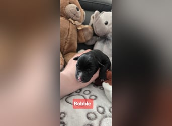 Bobble sucht ein neues Zuhause