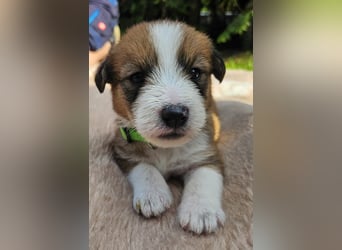 Rumpel sucht ein neues Zuhause