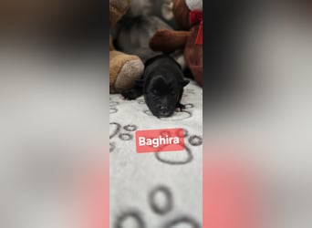 Baghira sucht ein Zuhause