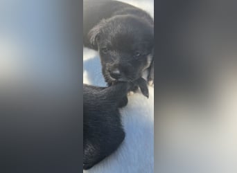 Baghira sucht ein Zuhause