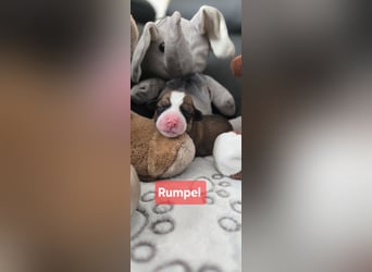 Rumpel sucht ein neues Zuhause