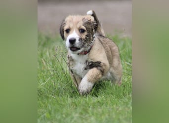 Mila sucht ein neues Zuhause