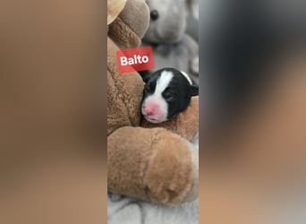 Balto sucht ein neues Zuhause