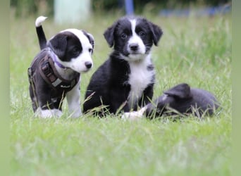 Balto sucht ein neues Zuhause