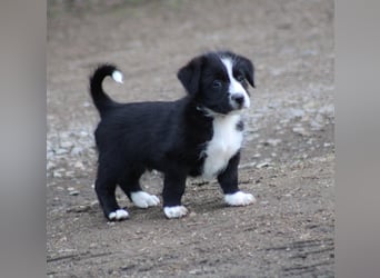 Balto sucht ein neues Zuhause