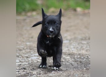 Bobble sucht ein neues Zuhause
