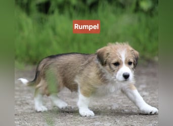 Rumpel sucht ein neues Zuhause