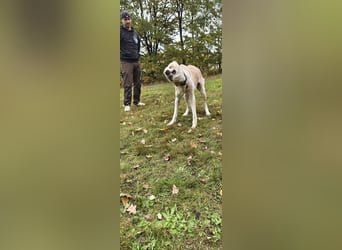 Daris sucht ein neues Zuhause
