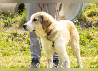 Boy - Herdenschutz-Mix
