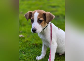 Mavi, Sontje und Joker suchen ein verantwortungsvolles Zuhause. Sie sind bereits tierärztlich