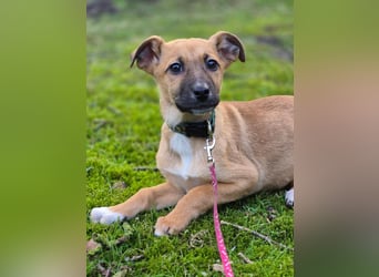 Mavi, Sontje und Joker suchen ein verantwortungsvolles Zuhause. Sie sind bereits tierärztlich