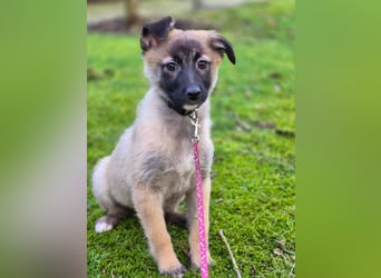 Mavi, Sontje und Joker suchen ein verantwortungsvolles Zuhause. Sie sind bereits tierärztlich