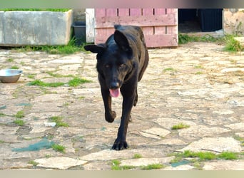 freundliche Zoe sucht ihr Zuhause für immer