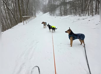 Bruce auf Pflegestelle in 01705 Freital sucht sein Zuhause für immer