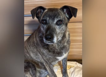 Maya wartet in 88410 Bad Wurzach auf Pflegestelle auf ihr Zuhause