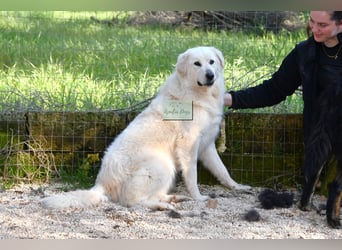 liebe Minka sucht noch ihr Zuhause